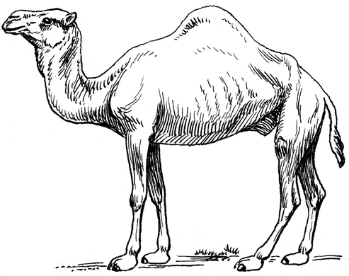 camel