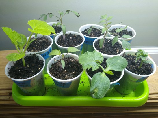 Seedlings